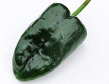 poblano san luis